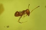 Detailed Fossil Ant, Flies, Spider, and Mites in Baltic Amber #234462-2